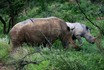Mama Rhino and Child.jpg